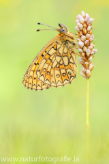 622 Randring-Perlmuttfalter - Boloria eunomia