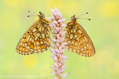 623 Randring-Perlmuttfalter - Boloria eunomia