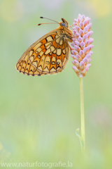 624 Randring-Perlmuttfalter - Boloria eunomia