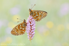 625 Randring-Perlmuttfalter - Boloria eunomia