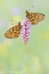 626 Randring-Perlmuttfalter - Boloria eunomia