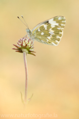 490 Resedaweißling - Pontia edusa