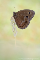 374 Blauäugiger Waldportier ♂