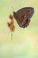 373 Blauäugiger Waldportier ♂