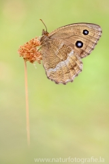 381 Blauäugiger Waldportier ♀