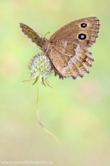 380 Blauäugiger Waldportier ♀