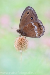 193 Blauäugiger Waldportier