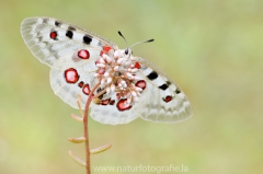 343 Roter Apollo - Parnassius apollo ♀