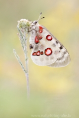 347 Roter Apollo - Parnassius apollo ♀