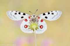 352 Roter Apollo - Parnassius apollo ♂