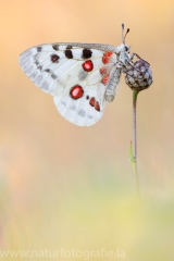 351 Roter Apollo - Parnassius apollo ♂