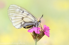 348 Schwarzer Apollo - Parnassius mnemosyne