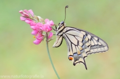 342 Schwalbenschwanz - Papilio machaon