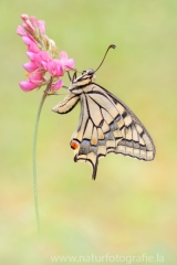 359 Schwalbenschwanz - Papilio machaon