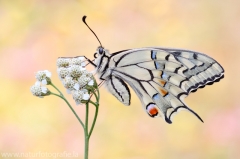 399 Schwalbenschwanz - Papilio machaon