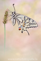 398 Schwalbenschwanz - Papilio machaon