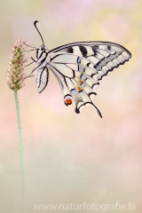 397 Schwalbenschwanz - Papilio machaon