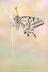 394 Schwalbenschwanz - Papilio machaon