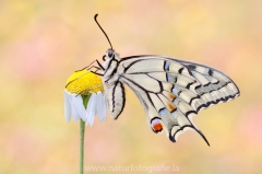 400 Schwalbenschwanz - Papilio machaon