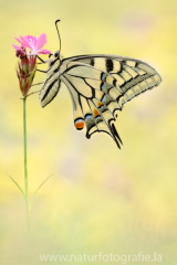 466 Schwalbenschwanz - Papilio machaon