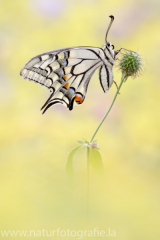 465 Schwalbenschwanz - Papilio machaon