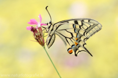 464 Schwalbenschwanz - Papilio machaon