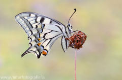 471 Schwalbenschwanz - Papilio machaon