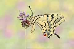 481 Schwalbenschwanz - Papilio machaon