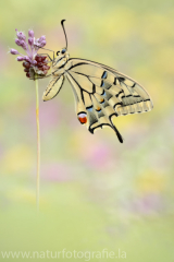 480 Schwalbenschwanz - Papilio machaon