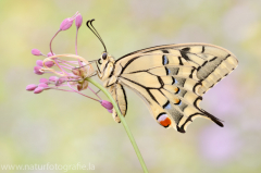 488 Schwalbenschwanz - Papilio machaon