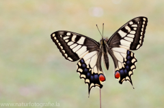 545 Schwalbenschwanz - Papilio machaon