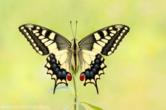 880 Schwalbenschwanz - Papilio machaon