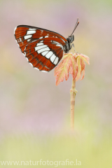 437 Schwarzer Trauerfalter - Neptis rivularis