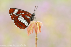 456 Schwarzer Trauerfalter - Neptis rivularis