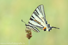 412 Segelfalter - Iphiclides podalirius