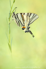 411 Segelfalter - Iphiclides podalirius