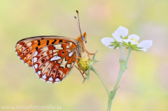 593 Silberfleck-Perlmuttfalter - Boloria euphrosyne