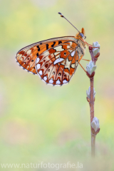 594 Silberfleck-Perlmuttfalter - Boloria euphrosyne