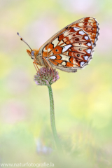 595 Silberfleck-Perlmuttfalter - Boloria euphrosyne