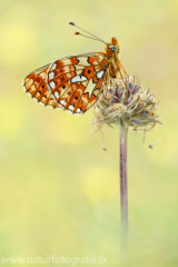 596 Silberfleck-Perlmuttfalter - Boloria euphrosyne