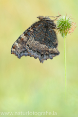 644 Östlicher Großer Fuchs - Nymphalis xanthomelas