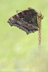 642 Östlicher Großer Fuchs - Nymphalis xanthomelas