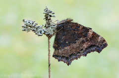 641 Östlicher Großer Fuchs - Nymphalis xanthomelas