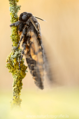 573 Totenkopfschwärmer - Acherontia atropos