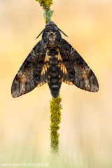 574 Totenkopfschwärmer - Acherontia atropos