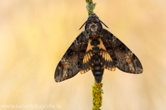 575 Totenkopfschwärmer - Acherontia atropos