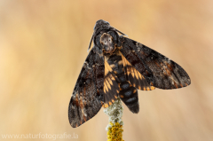 577 Totenkopfschwärmer - Acherontia atropos