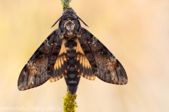 580 Totenkopfschwärmer - Acherontia atropos