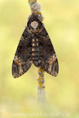 579 Totenkopfschwärmer - Acherontia atropos