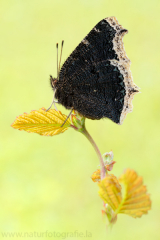 640 Trauermantel - Nymphalis antiopa